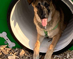 Собаки в Мытищах: Метис Джесси ищет дом  Девочка, Бесплатно - фото 3