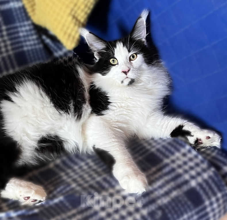 Кошки в Ярославле: Котенок Мейн Кун Мальчик, Бесплатно - фото 1