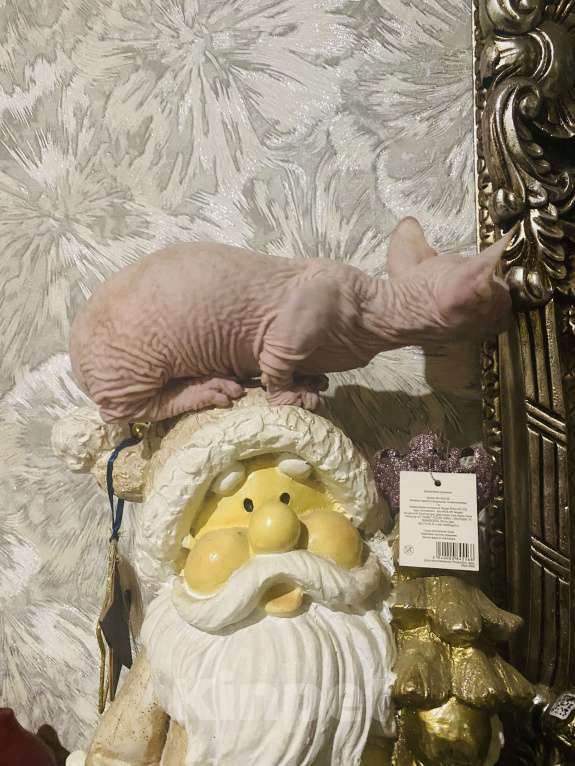 Кошки в Сочи: Бамбино Мальчик, 30 000 руб. - фото 9