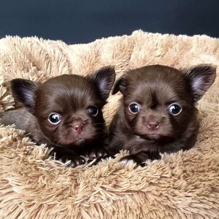 Собаки в Зеленограде: Чихуахуа девочки РКФ  Девочка, 65 000 руб. - фото 3