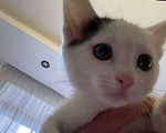 Кошки в Москве: Белый котик с одним пятном на головке Мальчик, Бесплатно - фото 6