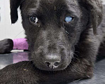 Собаки в Москве: Щенок, 4 мес Мальчик, Бесплатно - фото 3