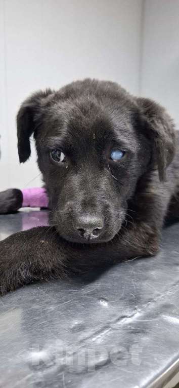 Собаки в Москве: Щенок, 4 мес Мальчик, Бесплатно - фото 3