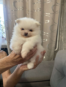 Продажа щенков немецкого шпица