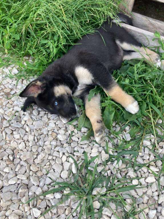 Собаки в Москве: Малу, голубоглазый метис хаски Девочка, Бесплатно - фото 5