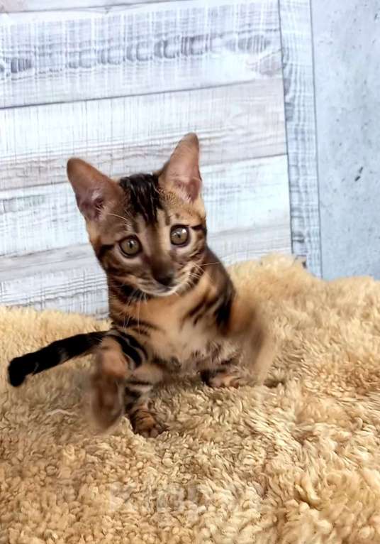 Кошки в Москве: Бенгальская кошечка  Девочка, 35 000 руб. - фото 2