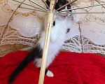 Кошки в Санкт-Петербурге: Котенок Дионис Мальчик, Бесплатно - фото 10