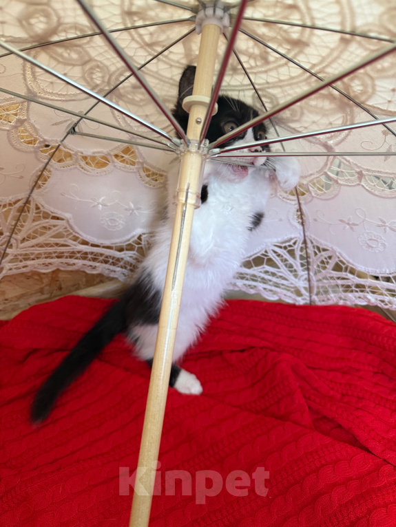 Кошки в Санкт-Петербурге: Котенок Дионис Мальчик, Бесплатно - фото 10