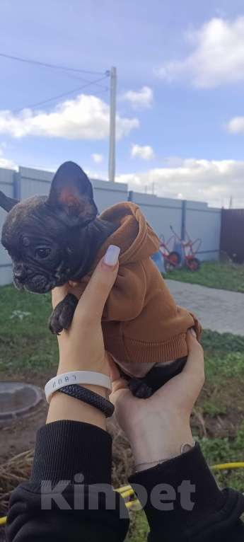 Собаки в Белгороде: французский бульдог  Мальчик, Бесплатно - фото 4