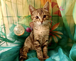 Кошки в Москве: Котёнок тигровый ( девочка) Девочка, Бесплатно - фото 3