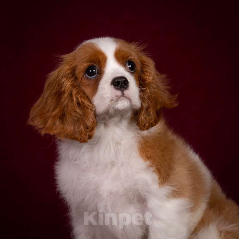 Собаки в Королеве: Кавалер Кинг Чарльз спаниель щенок девочка  Девочка, 75 000 руб. - фото 6