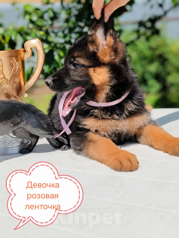 Собаки в Ковровом: Шикарные щенки немецкой овчарки Разнополые, Бесплатно - фото 10