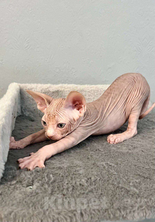 Кошки в Москве: Канадский Сфинкс  Еmmanuel Мальчик, 55 000 руб. - фото 4