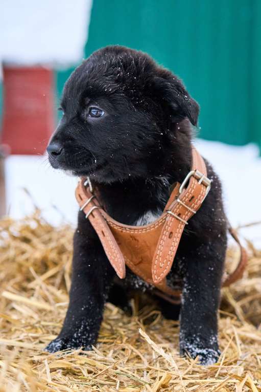 Собаки в Москве: щенок Руна в добрые руки Девочка, Бесплатно - фото 3