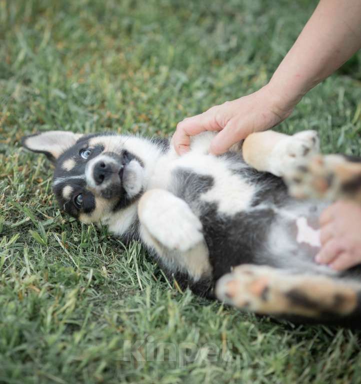 Собаки в Москве: Щенок-егоза в дар в добрые руки Девочка, Бесплатно - фото 2