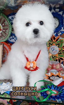 Бишон фризе куколки