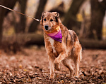Собаки в Москве: Пожилая собака в добрые руки Девочка, Бесплатно - фото 9
