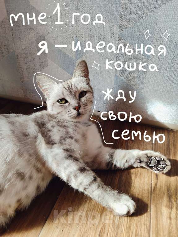 Кошки в Самаре: Милли ищет дом 🤍 Девочка, Бесплатно - фото 2