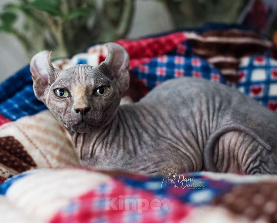 Кошки в Москве: Малышка Эльф сфинкс с шикарными ушками Девочка, 38 000 руб. - фото 2