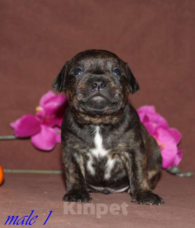 Собаки в Москве: Щенки стаффордширского бультерьера Мальчик, 50 000 руб. - фото 4