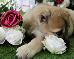 Собаки в Шахте: щенки алабая Мальчик, 25 000 руб. - фото 2