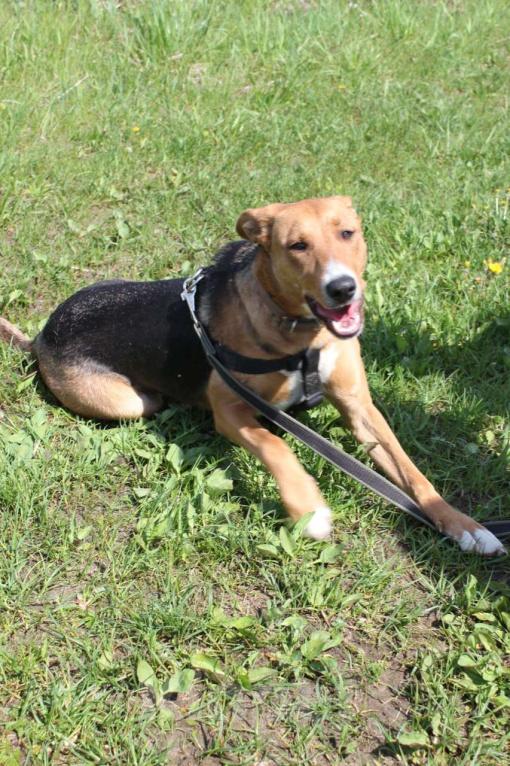 Собаки в других городах Московской области: Лика. Похожа на русскую гончую. В добрые руки Девочка, Бесплатно - фото 5