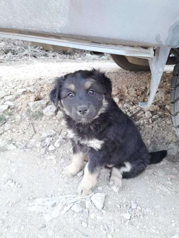 Собаки в Севастополе: Щенки ищут хозяев, хозяина, хозяйку Девочка, Бесплатно - фото 3