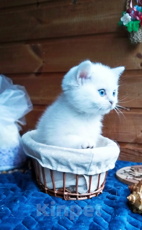 Кошки в Москве: Британские короткошёрстные котята шиншиллы Девочка, 20 000 руб. - фото 4