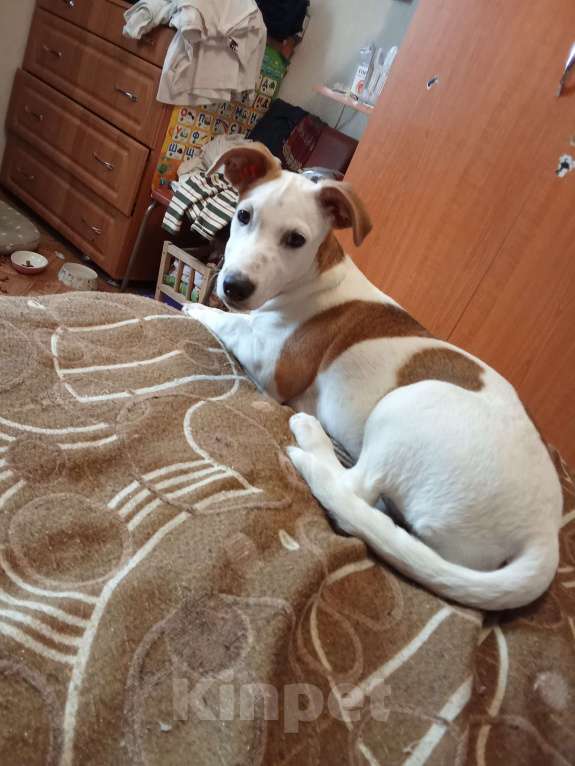 Собаки в Симферополе: Джек Рассел смесь Девочка, Бесплатно - фото 2