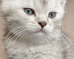 Кошки в Москве: Чистокровные шотландские котята шиншиллы с документами  Девочка, 2 500 руб. - фото 2