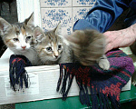 Кошки в Воронеже: Котята, Бесплатно - фото 5