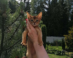 Кошки в Москве: Абиссинские котята дикого окраса, 20 000 руб. - фото 2