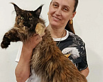 Кошки в Москве: Мейн-кун кошка Девочка, 40 000 руб. - фото 4