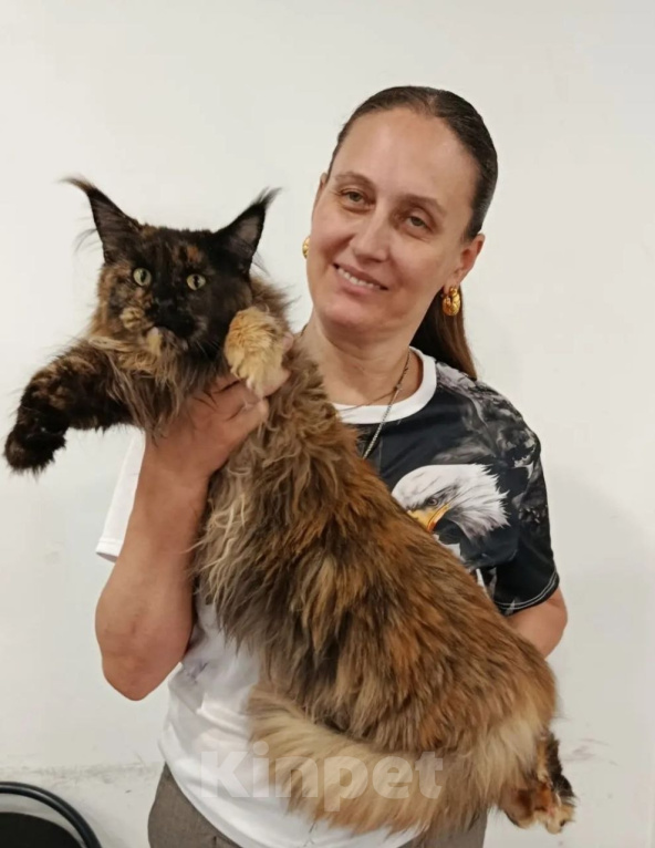 Кошки в Москве: Мейн-кун кошка Девочка, 40 000 руб. - фото 4