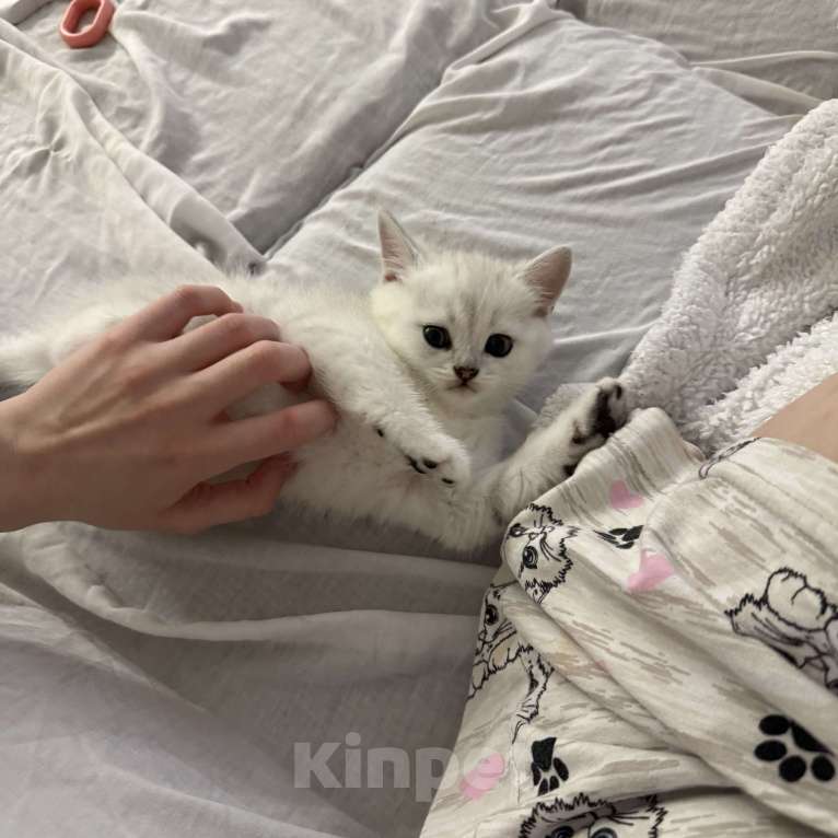 Кошки в Тюмени: Британский мальчик окраса ns11 Мальчик, 10 000 руб. - фото 4