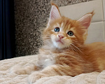 Кошки в Москве: Котята Мейн Кун Мальчик, 10 000 руб. - фото 2