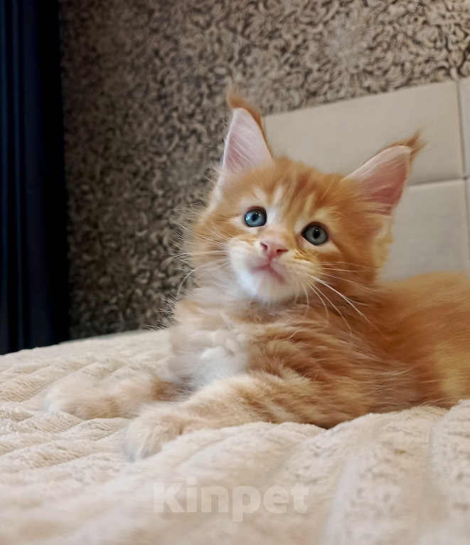 Кошки в Москве: Котята Мейн Кун Мальчик, 10 000 руб. - фото 2