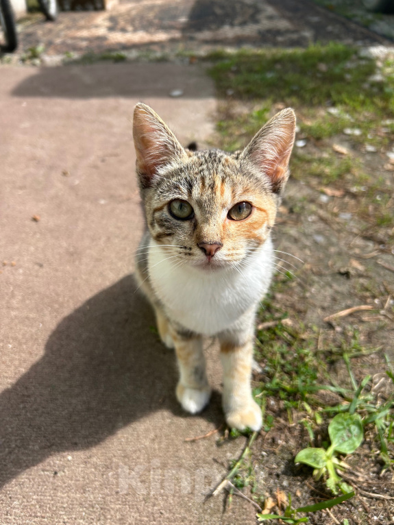 Кошки в других городах Московской области: Котята в добрые руки! Разнополые, Бесплатно - фото 1