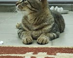 Кошки в Балашихе: КОТ ИЩЕТ ДОМ Мальчик, Бесплатно - фото 3