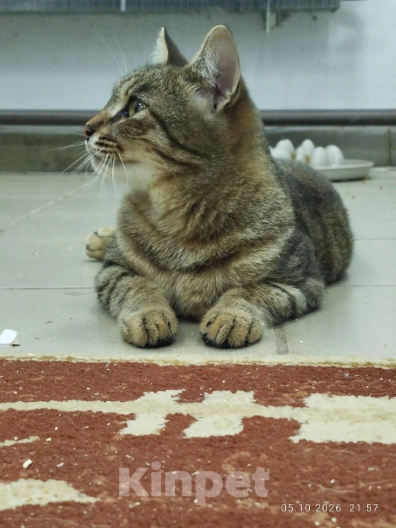 Кошки в Балашихе: КОТ ИЩЕТ ДОМ Мальчик, Бесплатно - фото 3