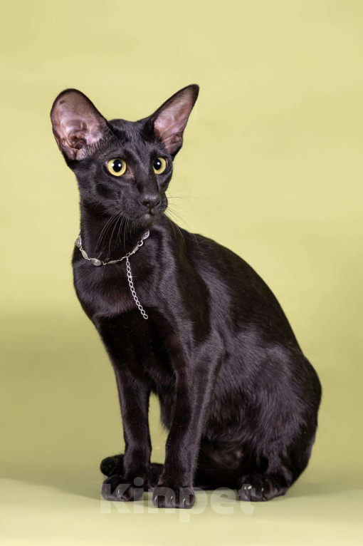 Кошки в Томске: Ориентальная кошечка Девочка, 50 000 руб. - фото 4