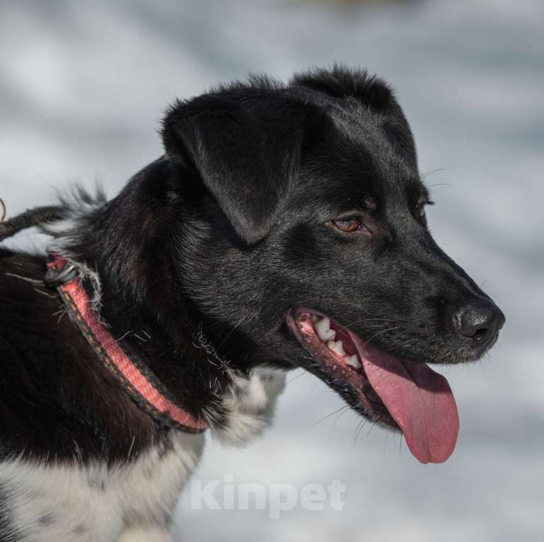 Собаки в Москве: Щенок подросток 10 месяцев Лана в добрые руки Девочка, Бесплатно - фото 4