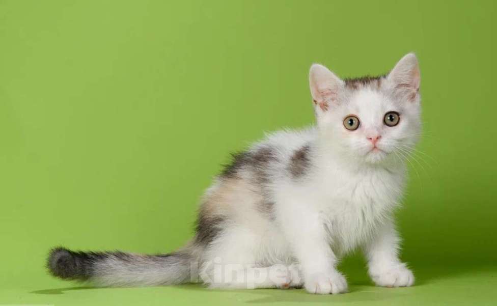 Кошки в Москве: Нарядная шотландская девочка страйт Девочка, 35 000 руб. - фото 3