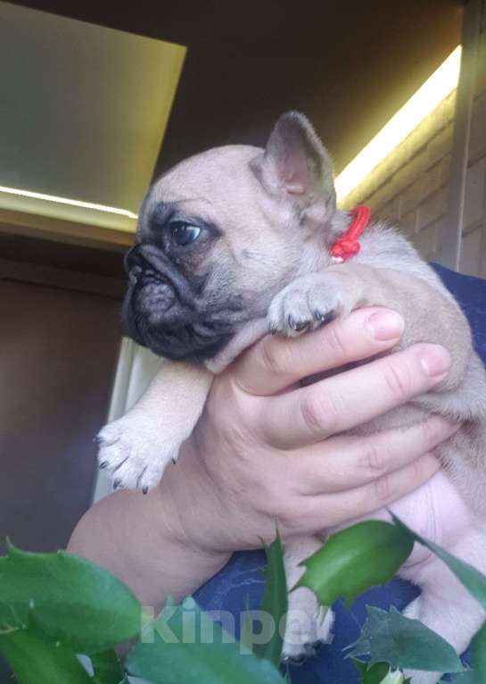 Собаки в Москве: Девочка в окрасе Шоко-фавн Девочка, 50 000 руб. - фото 2