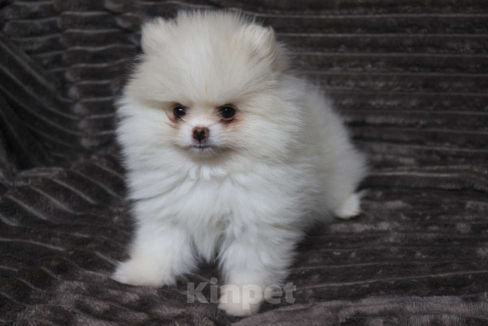 Собаки в Железногорске: Белая девочка шпиц. РКФ, метрика, родословная Девочка, 130 000 руб. - фото 2