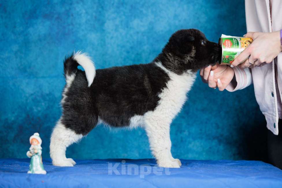 Собаки в других городах Московской области: Щенок Американской Акиты Девочка, 35 000 руб. - фото 3