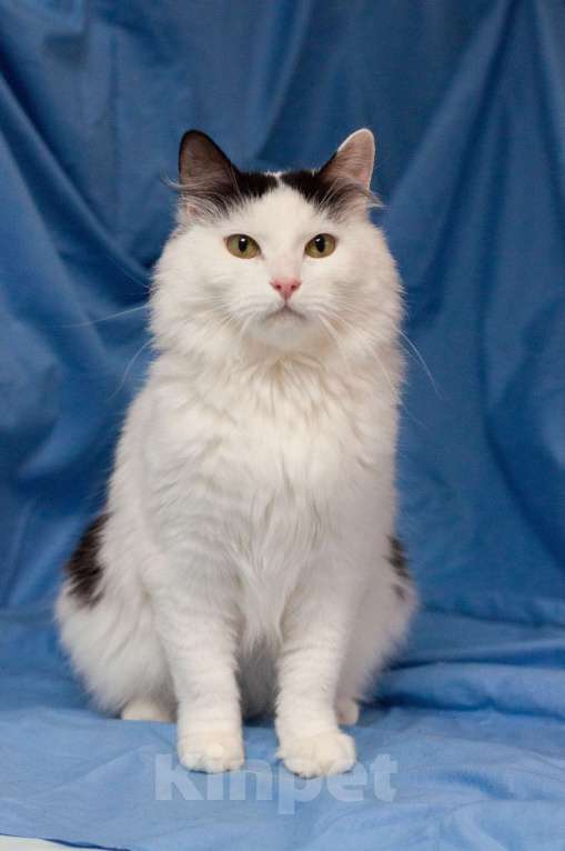 Кошки в Ногинске: Кот,  знающий толк в бабочках, ждет свою семью в приюте Мальчик, Бесплатно - фото 4