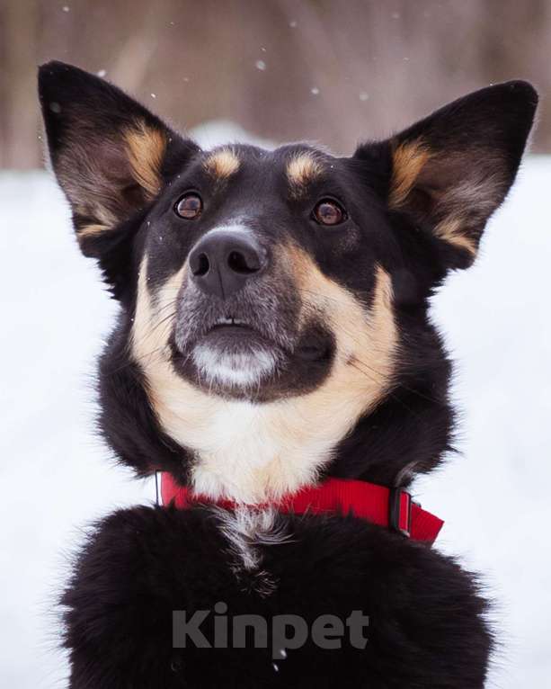 Собаки в Москве: Агата ищет свой дом Девочка, Бесплатно - фото 6