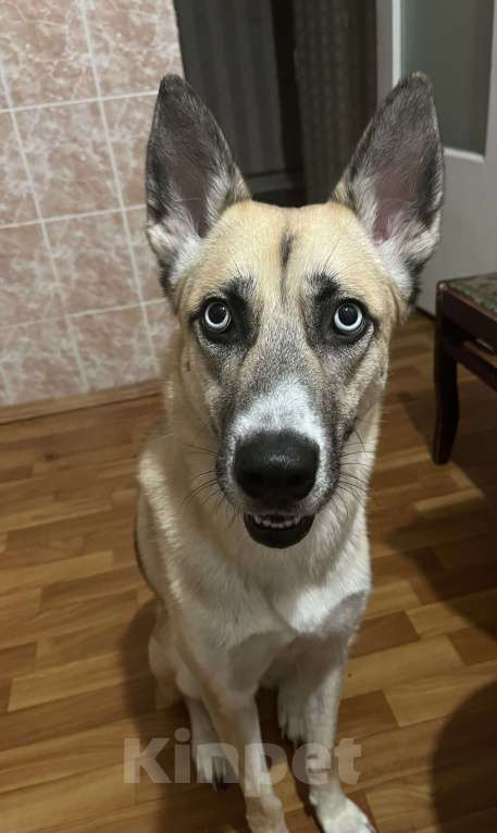 Собаки в Тюмени: Отдам собаку в добрые руки  Девочка, Бесплатно - фото 1