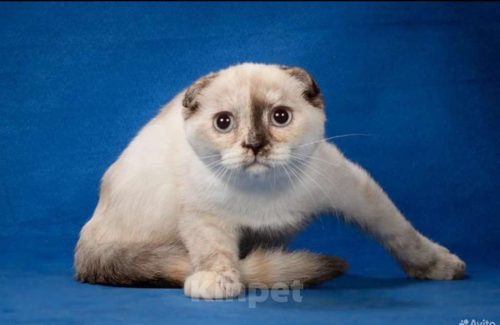 Кошки в Москве: Голубоглазая шотландская принцесса Девочка, 10 000 руб. - фото 2